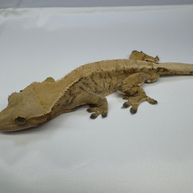 노멀 트라이 드리피 익스트림할리퀸 화이트스팟 텐저린