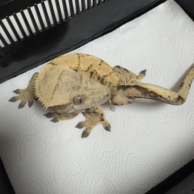 노멀 트라이 드리피 익스트림할리퀸 화이트스팟 화이트포트홀