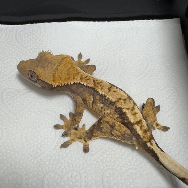 노멀 트라이 익스트림할리퀸 화이트스팟 화이트포트홀 텐저린