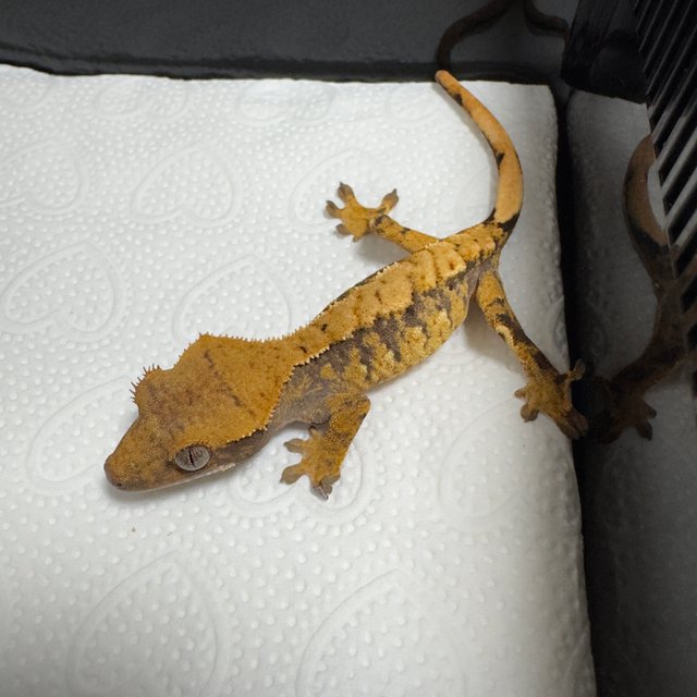 노멀 화이트포트홀 트라이 익스트림할리퀸 텐저린