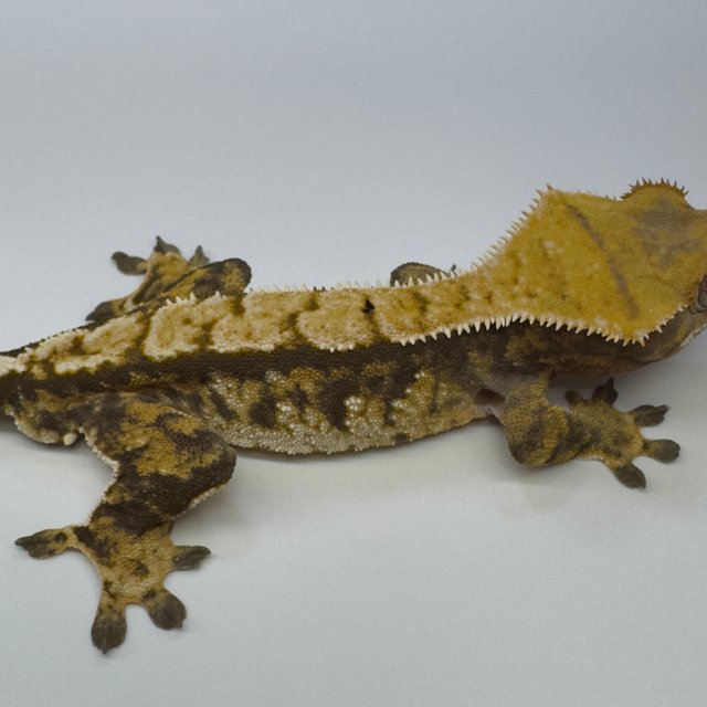 노멀 트라이 익스트림할리퀸 화이트스팟 텐저린