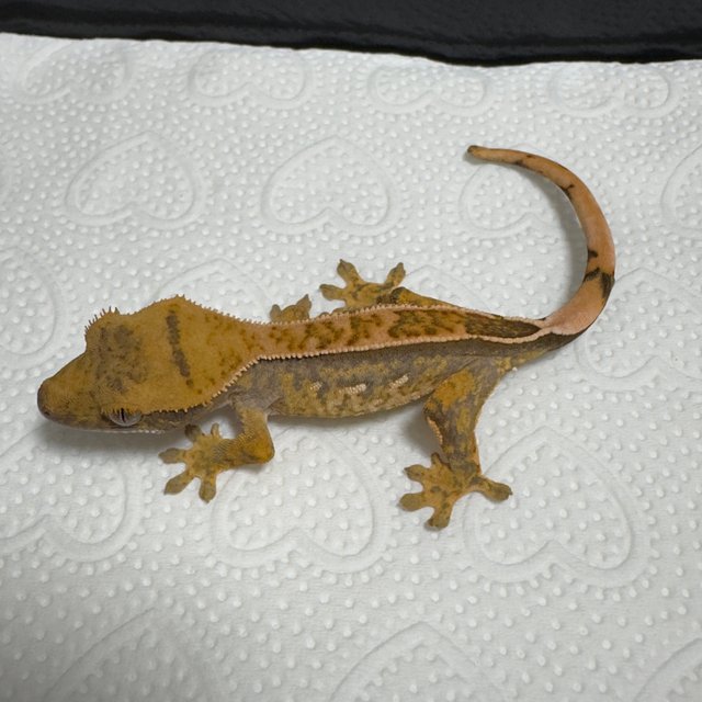 노멀 트라이 익스트림할리퀸 쿼드 텐저린