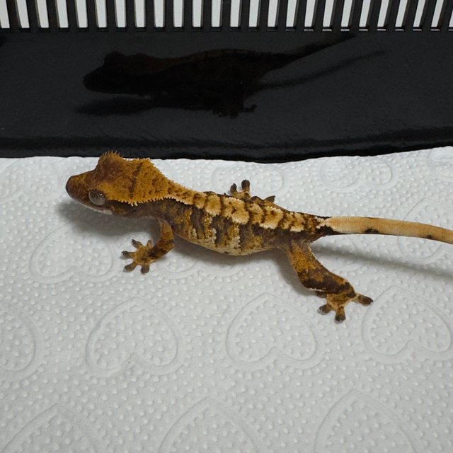 노멀 트라이 익스트림할리퀸 화이트스팟 화이트포트홀 텐저린