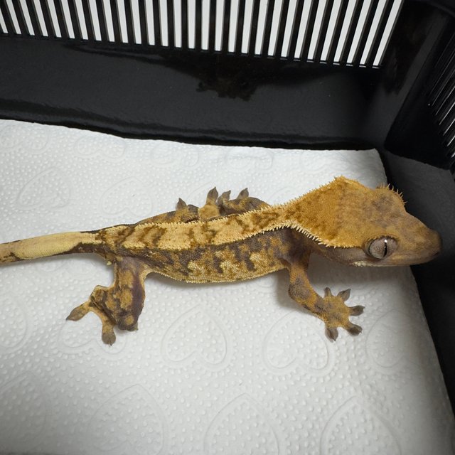 노멀 트라이 익스트림할리퀸 드리피 화이트스팟 화이트포트홀