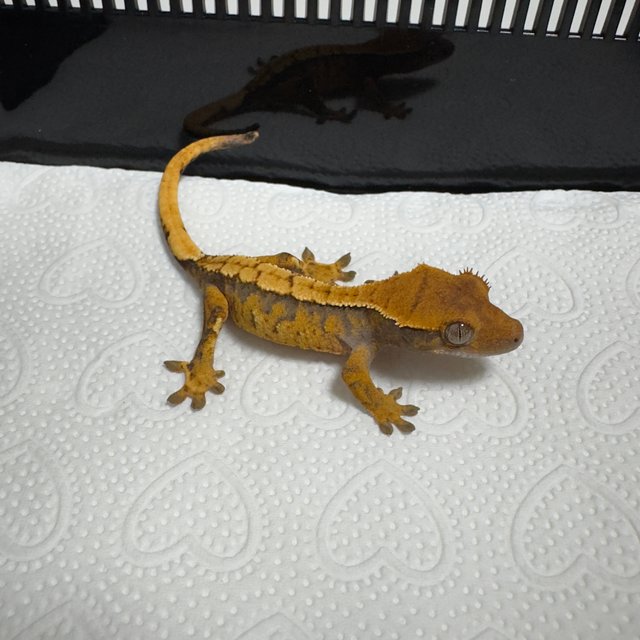 노멀 트라이 익스트림할리퀸 할리퀸 텐저린