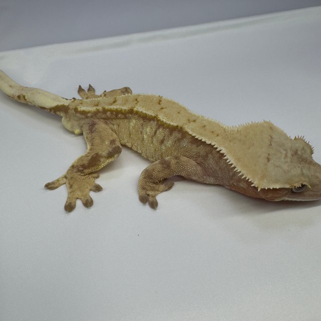 노멀 트라이 익스트림할리퀸 드리피 레드