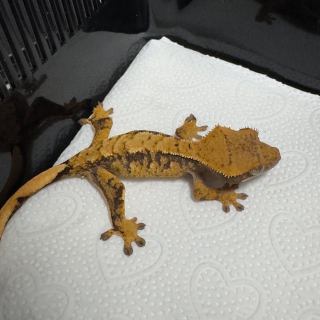 노멀 화이트포트홀 트라이 익스트림할리퀸 텐저린