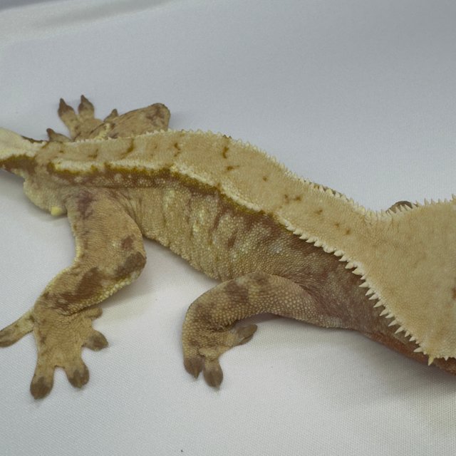 노멀 트라이 익스트림할리퀸 드리피 레드