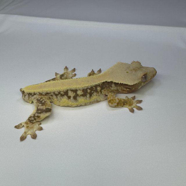 릴리화이트 드리피 화이트핀 솔리드백 풀핀 화이트