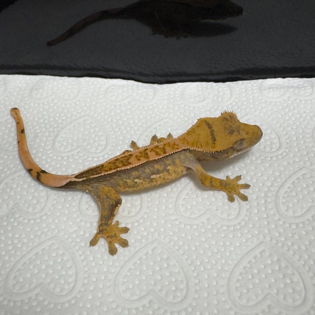 노멀 트라이 익스트림할리퀸 쿼드 텐저린