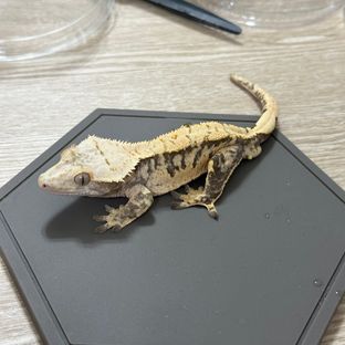 노멀 트라이 익스트림할리퀸 할리퀸