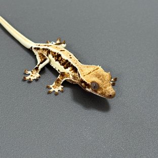 릴리화이트 드리피 풀핀 화이트핀 화이트스팟