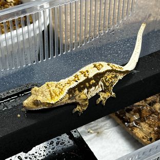 은행