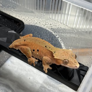 레드 달마시안