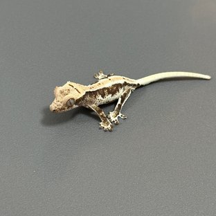 릴리화이트 화이트스팟 드리피