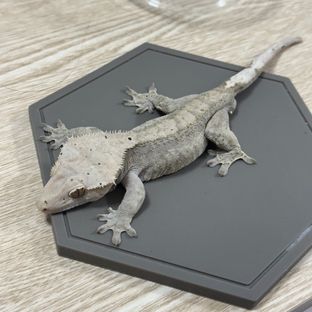 팬텀 챠콜 알티