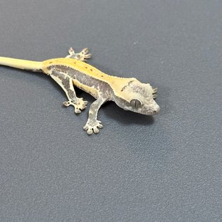 릴리화이트 풀핀 쿼드 화이트스팟