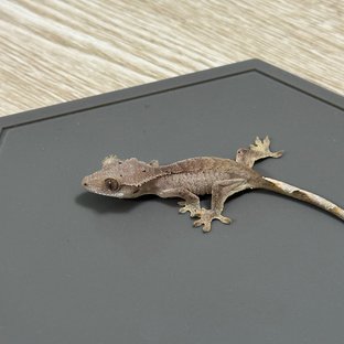 바이 달마시안