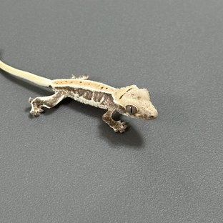 릴리화이트 드리피 화이트스팟 풀핀