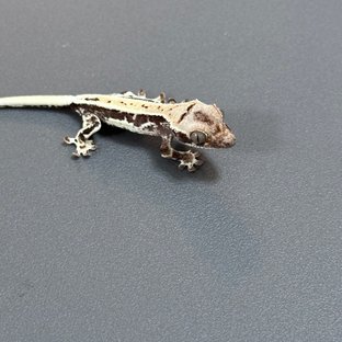 프라푸치노 풀핀 화이트스팟 드리피