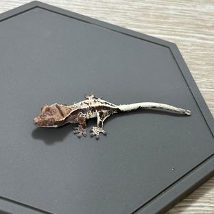 프라푸치노 드리피