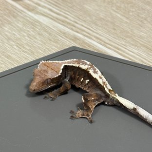 세이블 화이트스팟 다크