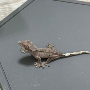 바이 달마시안
