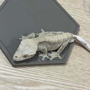 팬텀