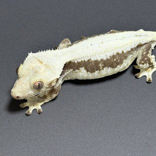 릴리화이트 드리피 풀핀 화이트스팟