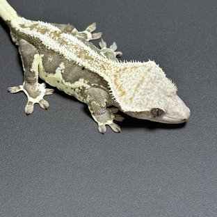 릴리화이트 드리피 화이트스팟