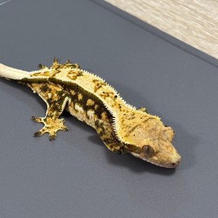 은행