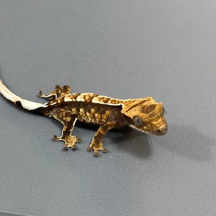 노멀 할리퀸 화이트스팟 다크