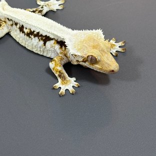 릴리화이트 드리피 풀핀 화이트스팟 솔리드백