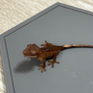 레드 바이 달마시안