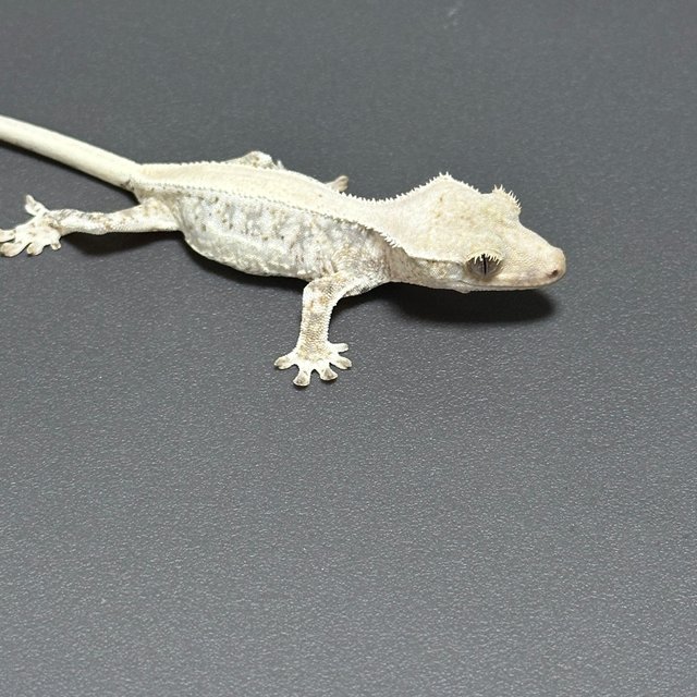 릴리화이트 드리피 화이트스팟