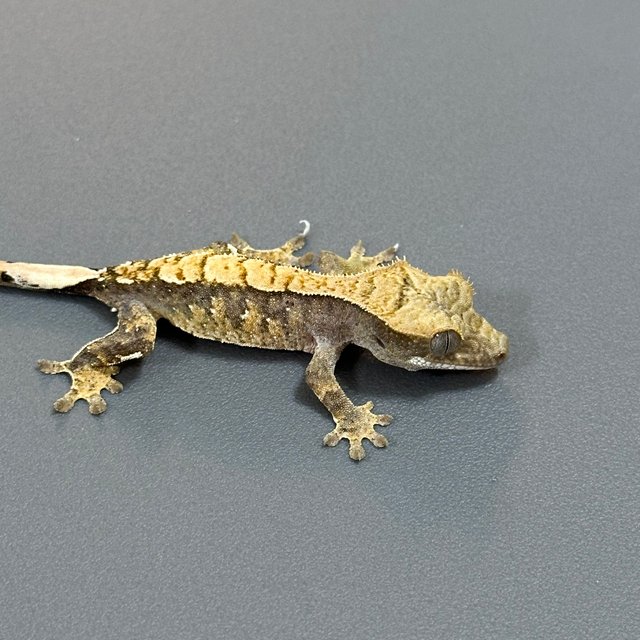 노멀 할리퀸 화이트스팟