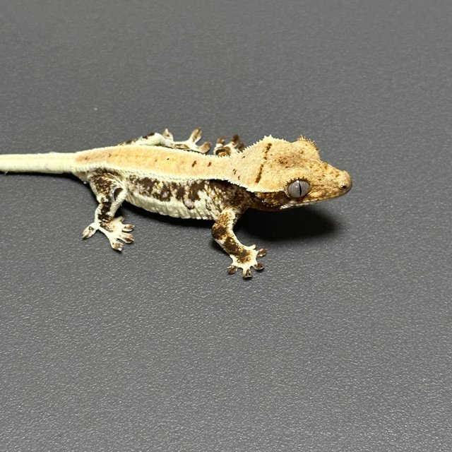 릴리화이트 풀핀 드리피 화이트스팟