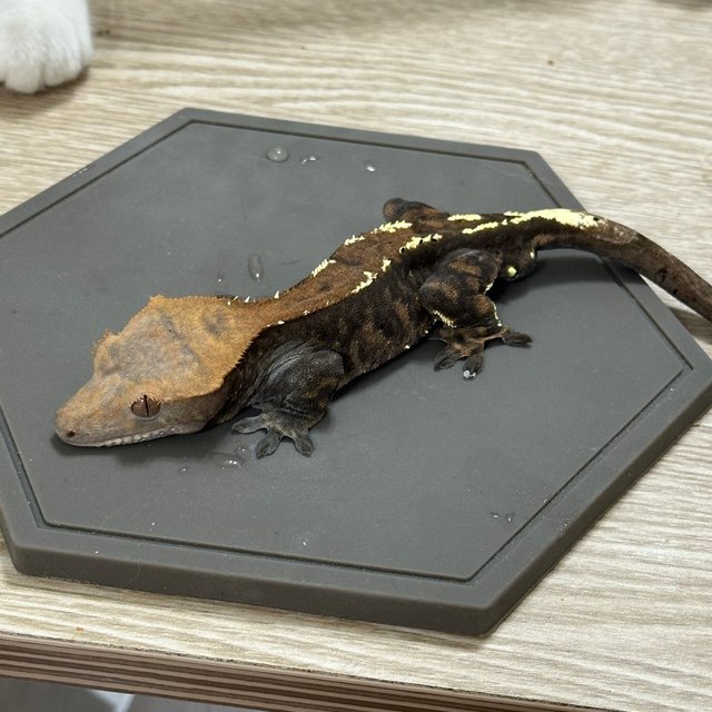 카푸치노 챠콜 알티