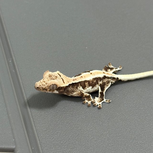 릴리화이트 화이트스팟 드리피