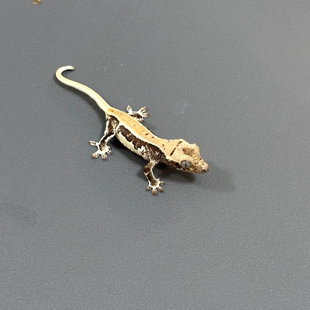 릴리화이트 풀핀 드리피 화이트스팟