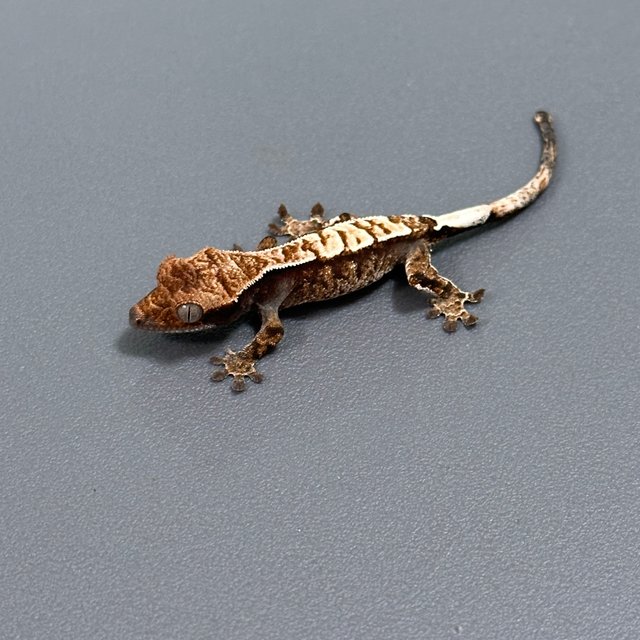 카푸치노 화이트스팟