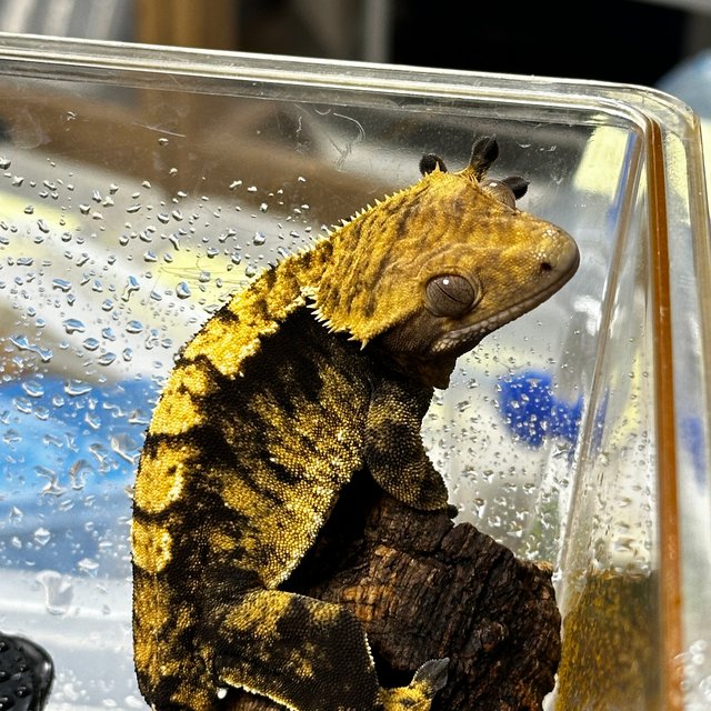 노멀 다크 할리퀸