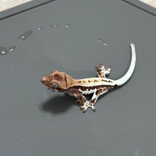 프라푸치노 드리피 풀핀 다크 화이트