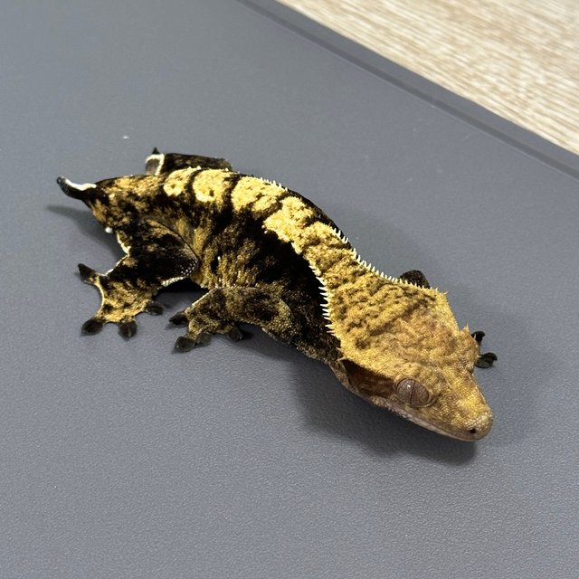 노멀 다크 할리퀸