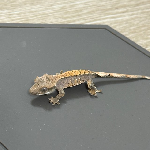 노멀 할리퀸 화이트스팟