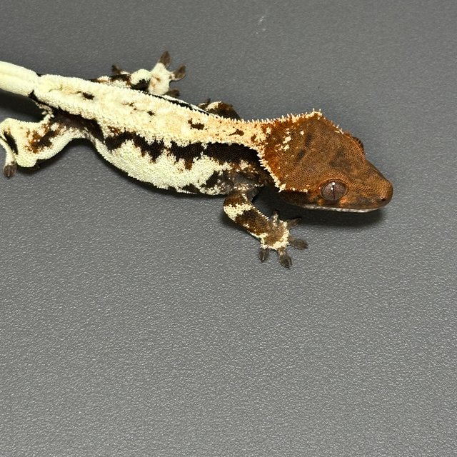 프라푸치노 100%헷아잔틱 풀핀