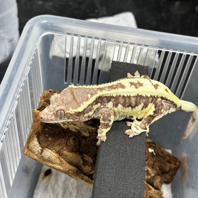 프라푸치노
