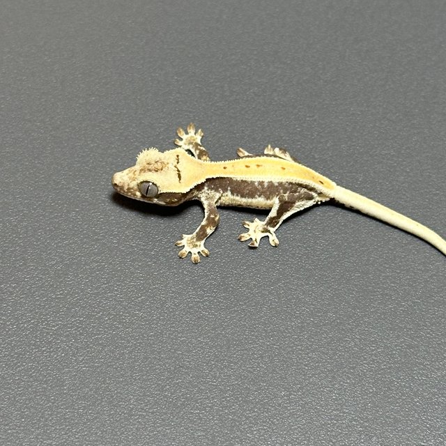 릴리화이트 풀핀 쿼드 화이트스팟