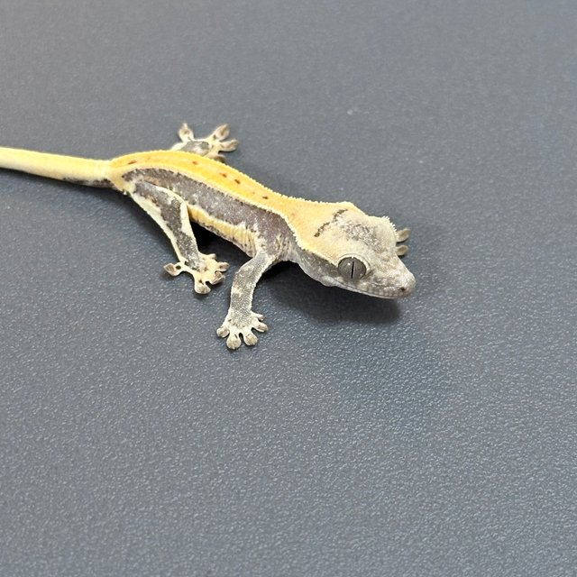 릴리화이트 풀핀 쿼드 화이트스팟