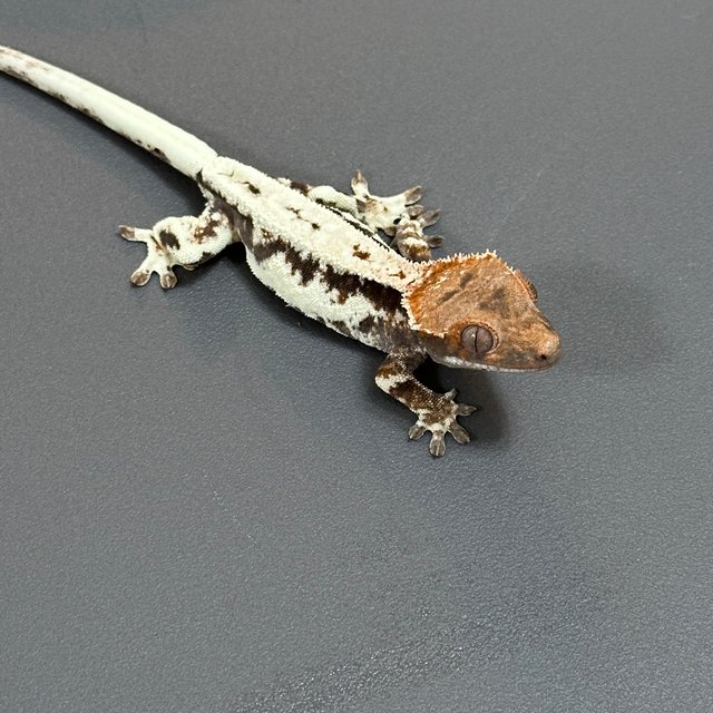 프라푸치노 100%헷아잔틱 풀핀